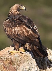 a majestic golden eagle in spain