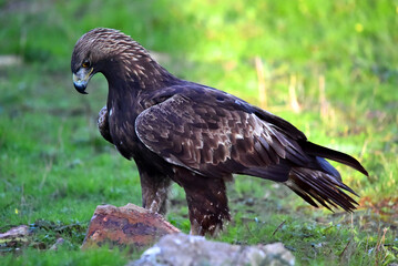 a majestic golden eagle in spain