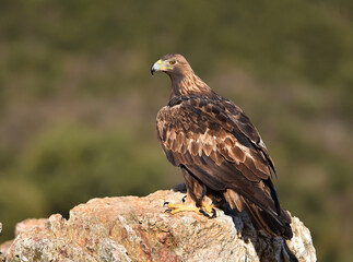 a majestic golden eagle in spain