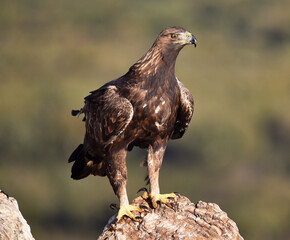 a majestic golden eagle in spain