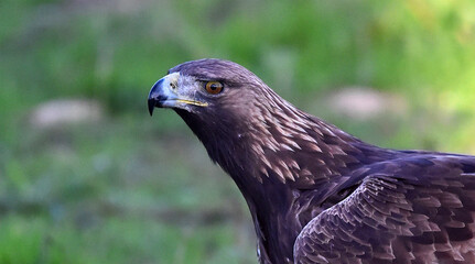 a majestic golden eagle in spain