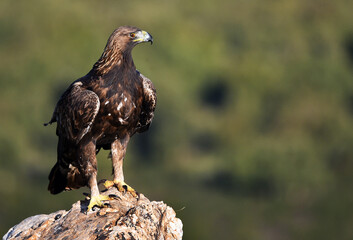 a majestic golden eagle in spain