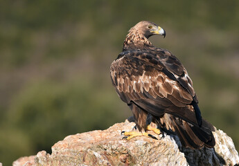 a majestic golden eagle in spain