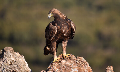 a majestic golden eagle in spain