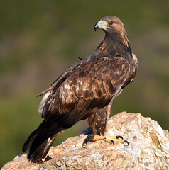 a majestic golden eagle in spain