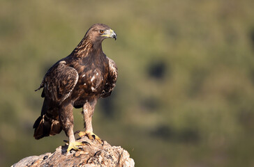 a majestic golden eagle in spain