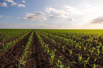 Corn field during sunny day