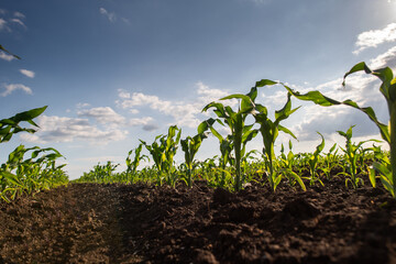 Corn field during sunny day