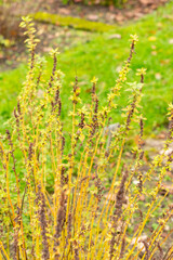 Eastern pellitory of the wall or Parietaria Officinalis plant in Saint Gallen in Switzerland