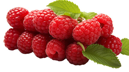 Raspberry_twig_isolated_on_white_-511CF - 1