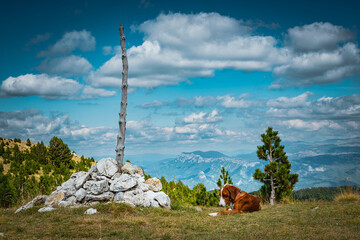 Dog in the mountains