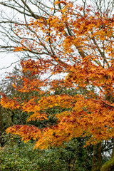 Japanese maple or Acer Palmatum plant in Saint Gallen in Switzerland