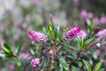 Close up of pink hebe flowers in bloom