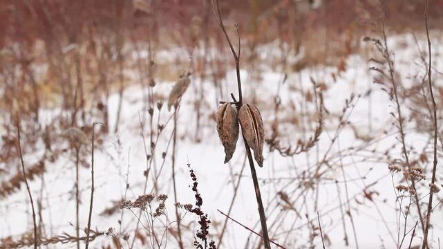 Dry Died Plants Asclepias Syriaca. Dry Vegetation Slender Stems Remnants of Seeds, Embodying Autumn Winter Sad Depressive Atmosphere. Warm brown Gray tones  harmonic natural aesthetic. perennial weed