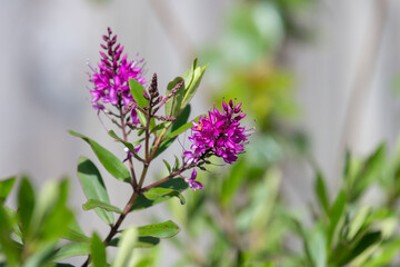 Close up of pink hebe flowers in bloom