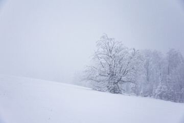 Krajobraz zimowy w górach, białe zaśnieżone drzewa, zimowe tło, tapeta	