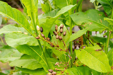 Cultivated tobacco or Nicotiana Tabacum plant in Saint Gallen in Switzerland