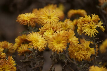 orange flowers 