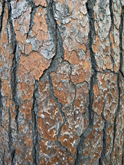 Detailed View of Textured Tree Bark Revealing Nature's Patterns