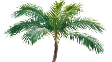 Naklejka premium Tropical Palm Tree Leaves, isolated on transparent background