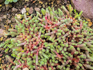 Miniature mexican stone crop or Sedum Humifusum plant in Saint Gallen in Switzerland