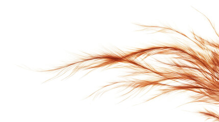 Fototapeta premium Tumbleweed, isolated on transparent background