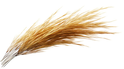 Fototapeta premium Tumbleweed, isolated on transparent background