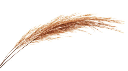 Fototapeta premium Tumbleweed, isolated on transparent background