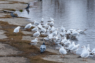 Obraz premium Large group birds of common gulls on shoreline in city lake. Rivergull on stone near coastline water. Flock birds chroicocephalus ridibundus fly, scream and eat fishs. Family laridae in wild nature.