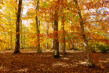 rural areas and landscapes. Autumn season and photos of trees and forests with yellowed leaves.