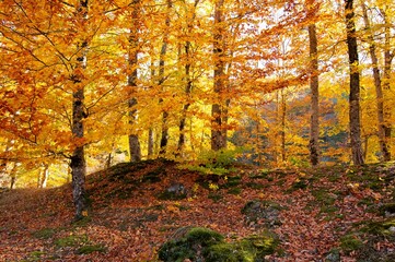 Fototapeta premium rural areas and landscapes. Autumn season and photos of trees and forests with yellowed leaves.