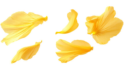 Naklejka premium Yellow Flower Petals Floating Gracefully, isolated on transparent background