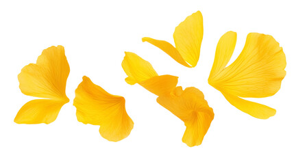 Fototapeta premium Yellow Flower Petals Floating Gracefully, isolated on transparent background
