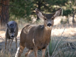 Wild deer staring at us, Flagstaff mountain, Boulder, Colorado