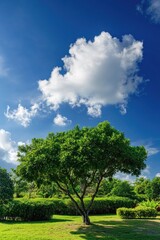 Fototapeta premium Lone Tree in Grass Field