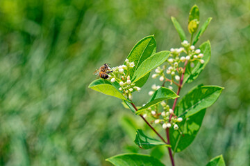 Honey bee on a Indian hemp plant