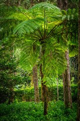 Cyathea contaminans, a tree fern that can grow very high in habitats ranging from tropical rain forests to temperate woodlands