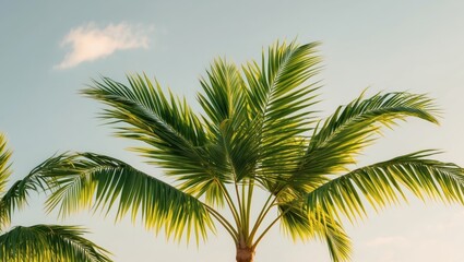 Tropical Lush Green Palm Leaves in Sunlight - Nature's Vibrant Beauty