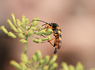 Leptura spotted - beetle on a flower