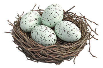 A bird's nest with eggs, isolated on a transparent background, perfect for nature, spring, or wildlife-themed designs.