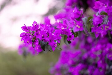 Obraz premium Purple Flowers
