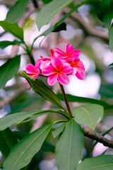 Pink Plumeria