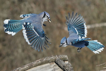 Blue jays in winter