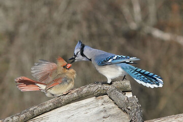 Blue jay and Female Cardinal dominance display, fighting near the birdfeeder on winter day