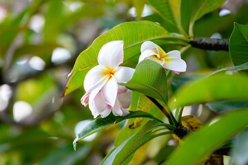 White Plumeria