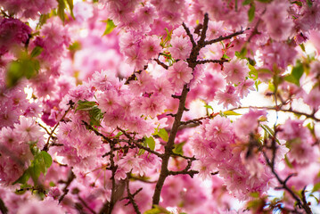 Sakura flowers blooming, spring seasonal Easter background