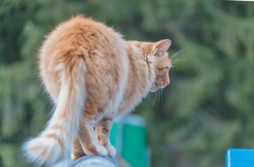 An adventurous orange cat balances on a wooden post, gazing thoughtfully into the early morning...