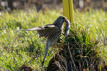 Bird of Prey Holding a Mouse in Its Beak in the Wild