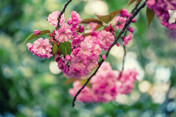 Sakura flowers blooming, spring seasonal Easter background