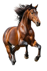 Obraz premium A Horse Rearing Up, Isolated on a Transparent Background, Perfect for Equestrian, Animal, or Dynamic-Themed Designs